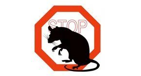Obowiązkowa deratyzacja w październiku