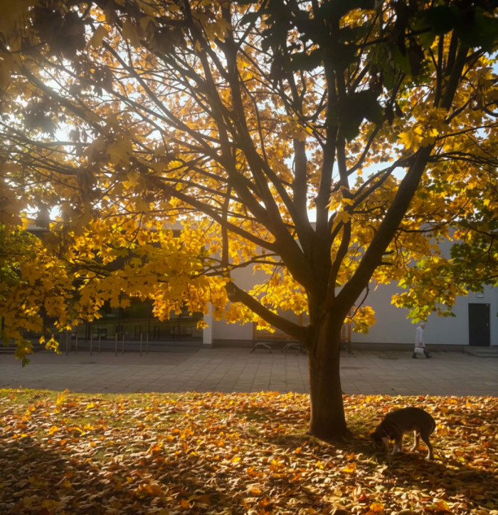 Na Luzie - 23.10.2026